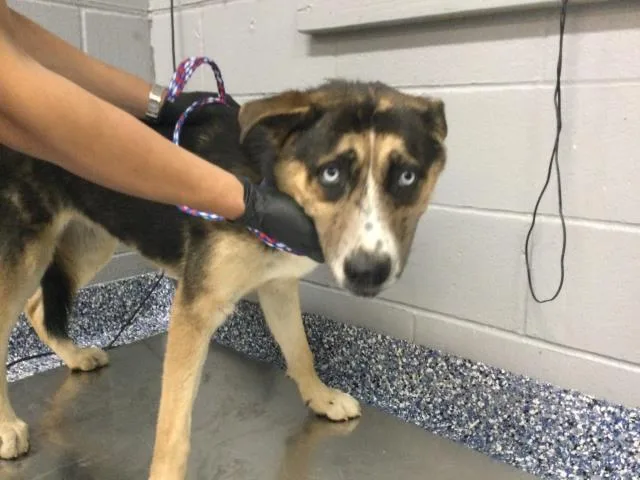 An adult medium-sized female Husky dog named A for adoption in Thousand Palms, CA