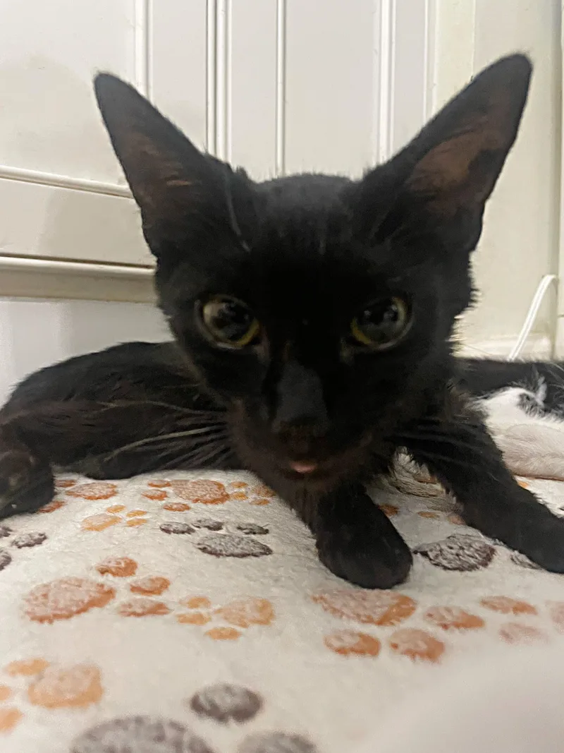 A young medium-sized male Domestic Short Hair cat named Lucky Charm for adoption in Clayton, NC