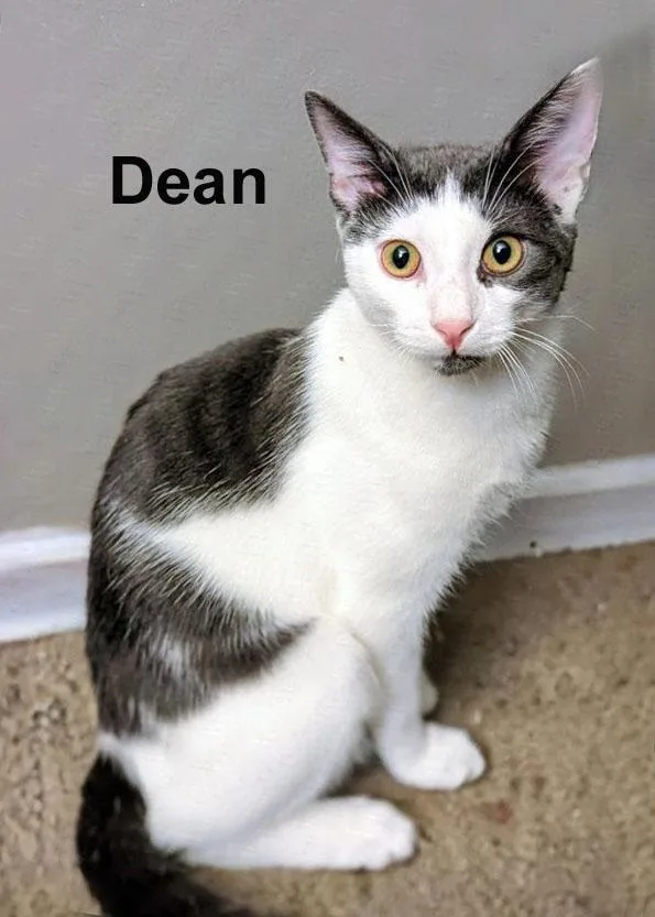 A baby medium-sized male Black Domestic Short Hair cat named DeanSmi. for adoption in Stowe, PA