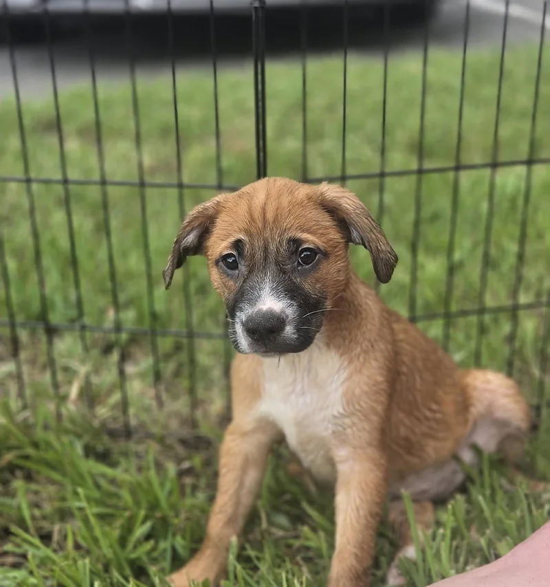 A baby medium-sized female Labrador Retriever dog named Layla for adoption in Sanford, FL