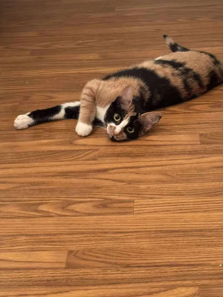 A young medium-sized female Domestic Short Hair cat named Clara for adoption in Bossier City, LA