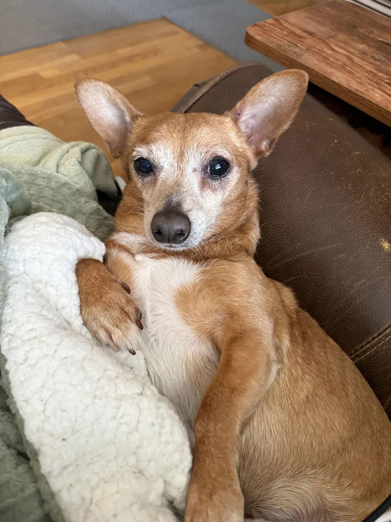 Senor Pickles thumbnail 2