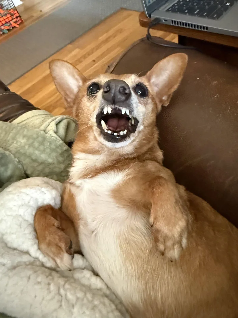 Senor Pickles thumbnail 3