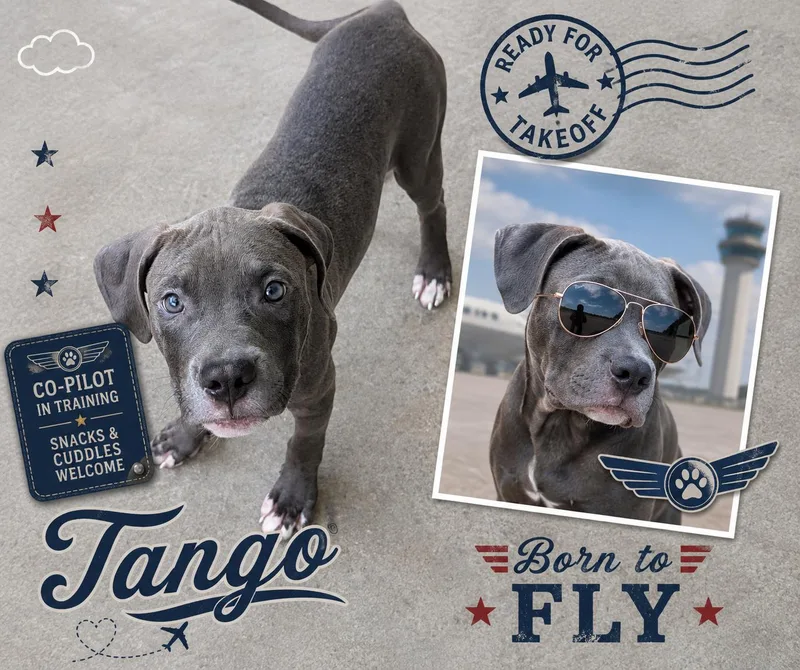 A baby large-sized male Gray / Blue / Silver Pit Bull Terrier dog named Tango for adoption in Baton Rouge, LA