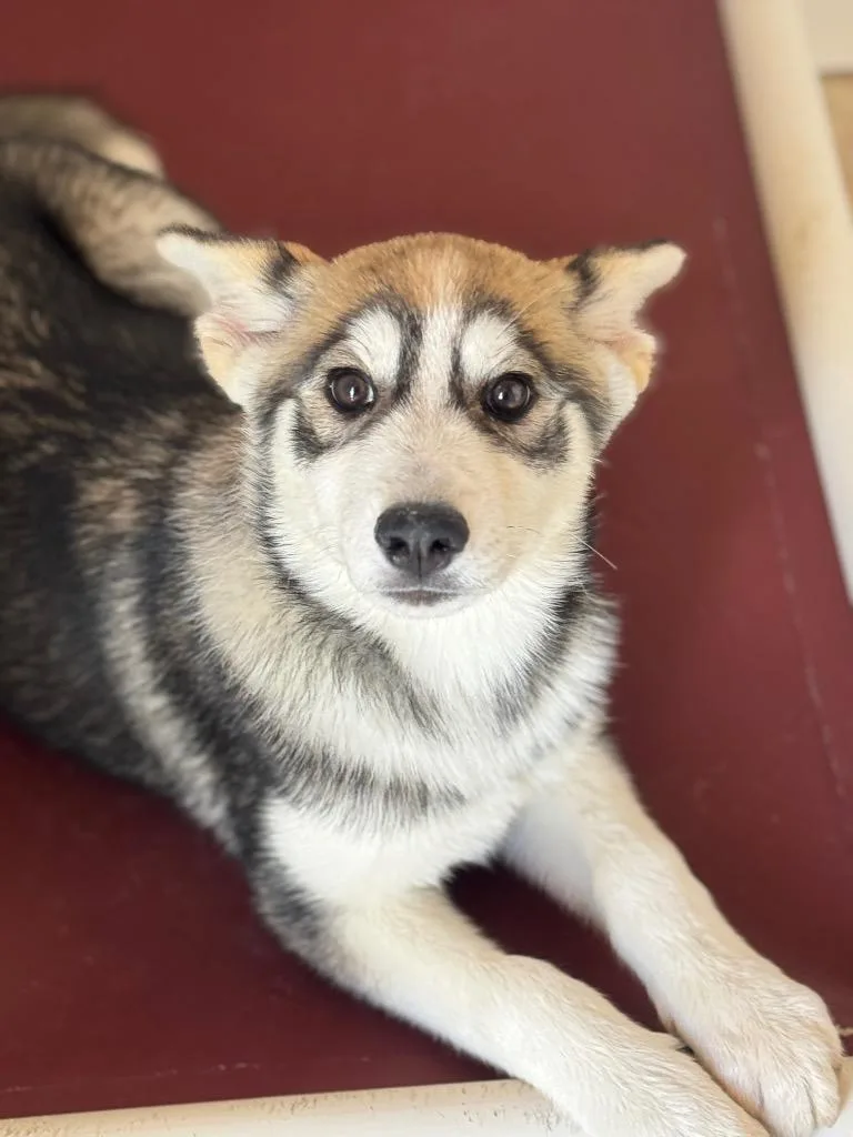 A baby medium-sized female Husky dog named Gerby for adoption in Fort Lupton, CO