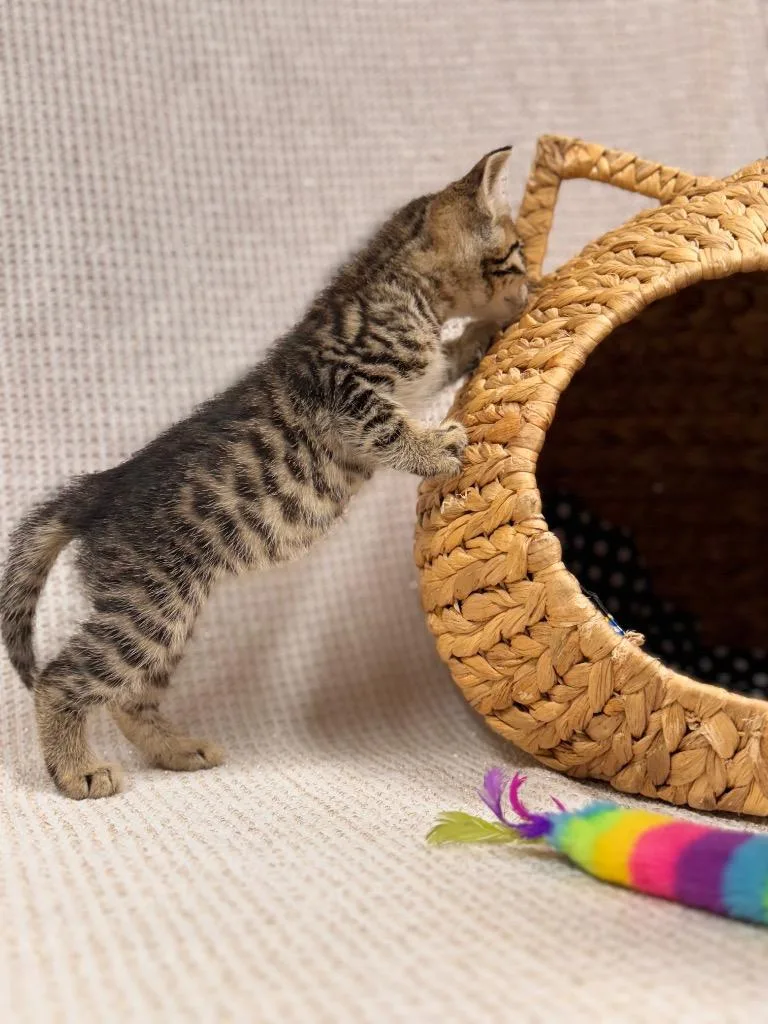 A young large-sized male Domestic Short Hair cat named Dexter for adoption in Hopkinsville, KY