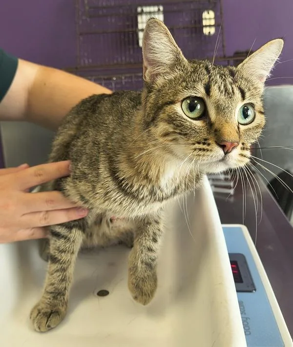 An adult medium-sized female Domestic Short Hair cat named Pamela for adoption in Salt Lake City, UT