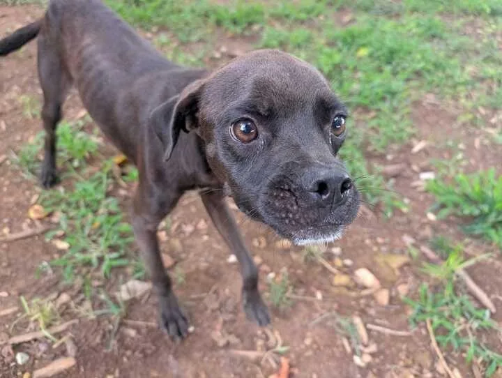 A baby medium-sized male Pug dog named Rambler for adoption in Athens, AL