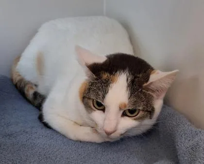 An adult small-sized female Domestic Short Hair cat named Frankie Mae for adoption in Fairfax, VA