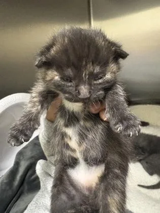 A baby small-sized female Domestic Short Hair cat named Miss Jammer for adoption in Memphis, TN