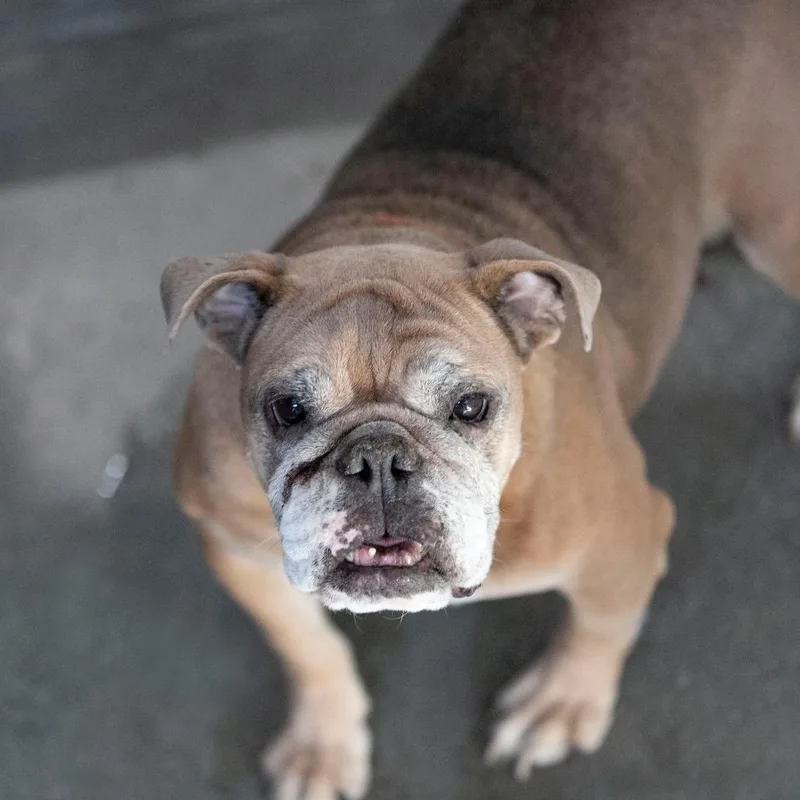 An adult large-sized female Brown / Chocolate English Bulldog dog named Frisky for adoption in Peyton, CO