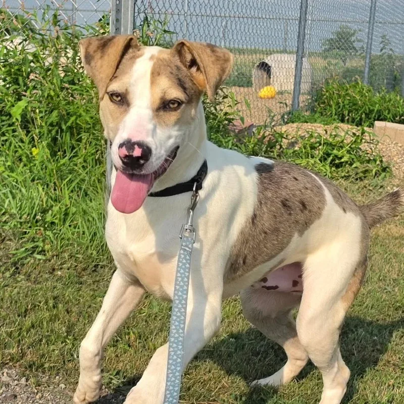 A young large-sized male Gray / Blue / Silver Catahoula Leopard Dog dog named Wally for adoption in Grinnell, IA