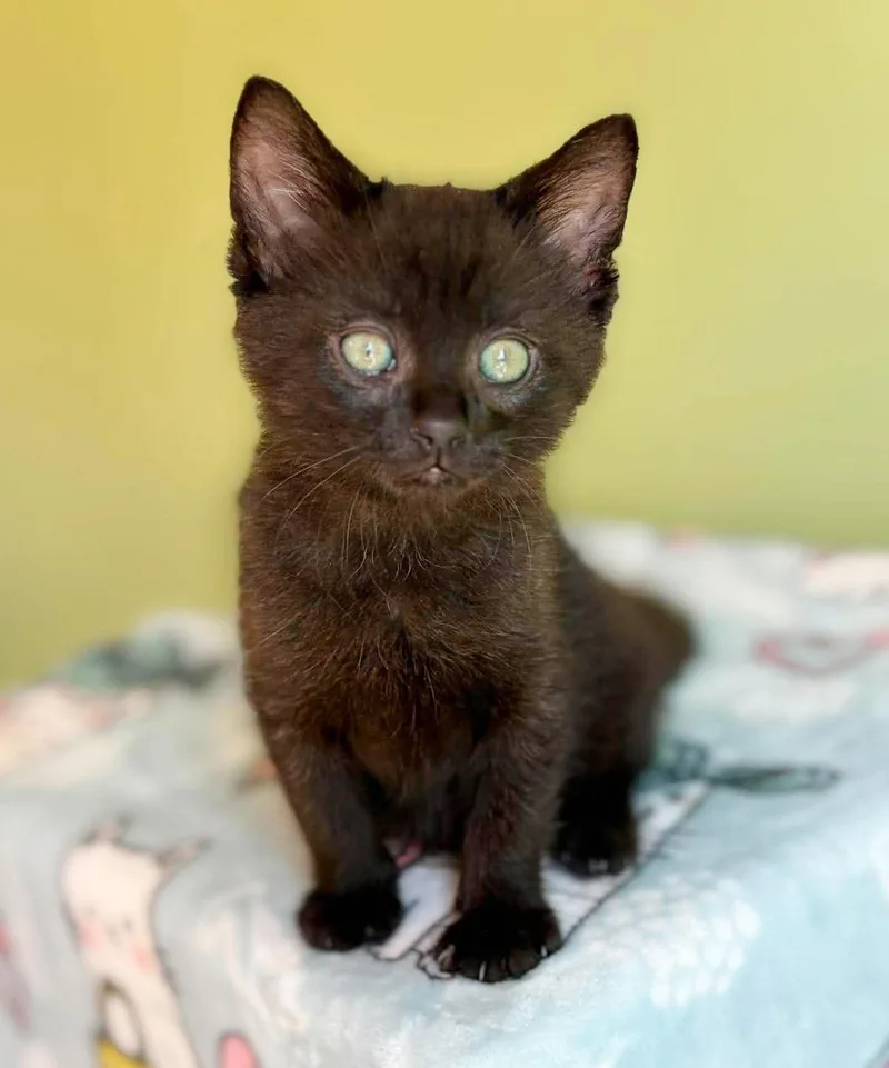A baby small-sized male Black Bombay cat named Busch is a mush for adoption in Bedford Hills, NY
