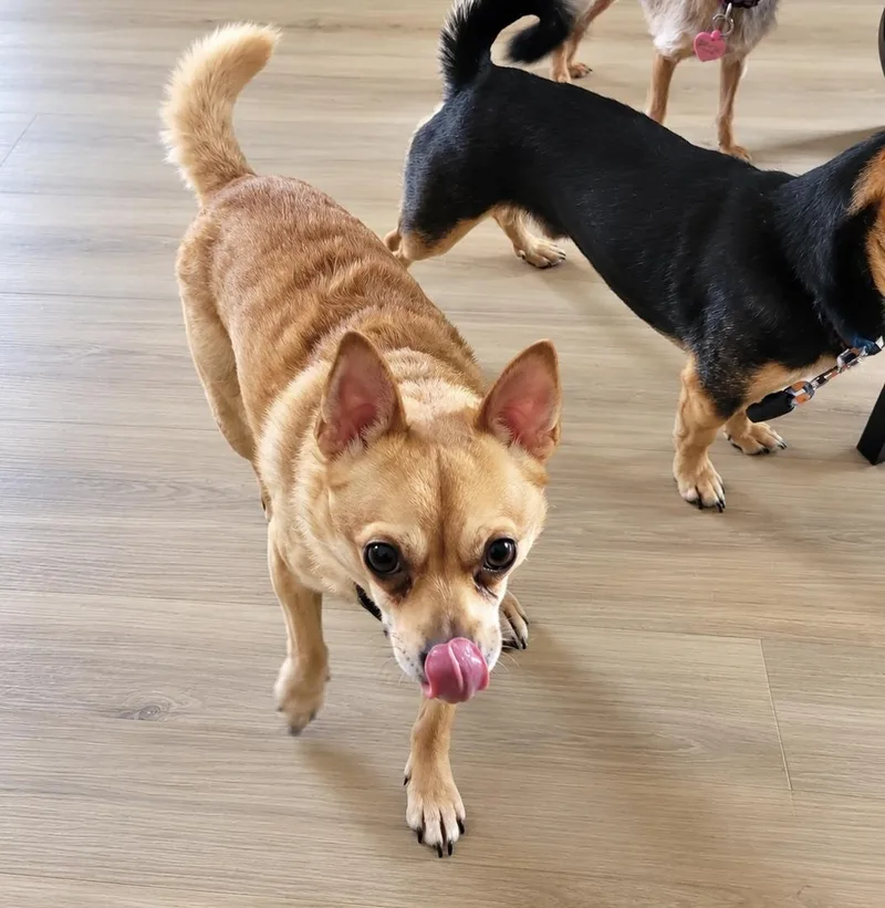 An adult small-sized male Chihuahua dog named Potato for adoption in Virginia Beach, VA