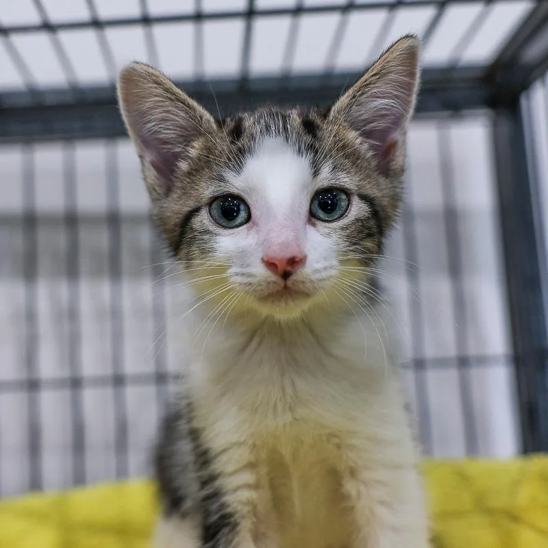 A baby small-sized male White Domestic Short Hair cat named Sammy for adoption in Bradenton, FL