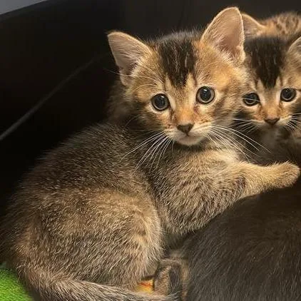 A baby small-sized female Brown / Chocolate Domestic Short Hair cat named Aurora for adoption in Tacoma, WA