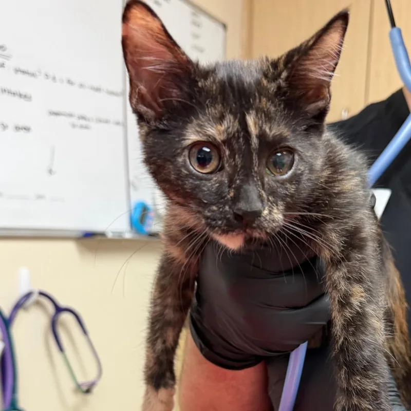 A baby small-sized female Tortoiseshell Domestic Short Hair cat named Jocelyn for adoption in Lakeland, FL