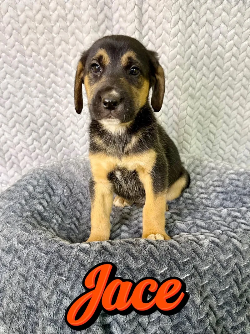A baby medium-sized male Bicolor Husky dog named Jace for adoption in Comfort, TX