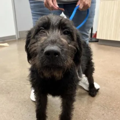 A baby large-sized male Wheaten Terrier dog named Finn for adoption in East Brookfield, MA
