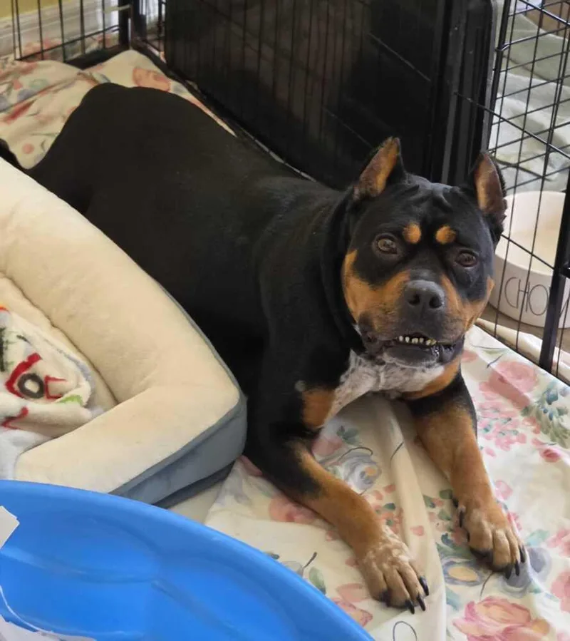 An adult medium-sized female Tricolor (Brown, Black, & White) American Bulldog dog named Dreka for adoption in Lakeland, FL