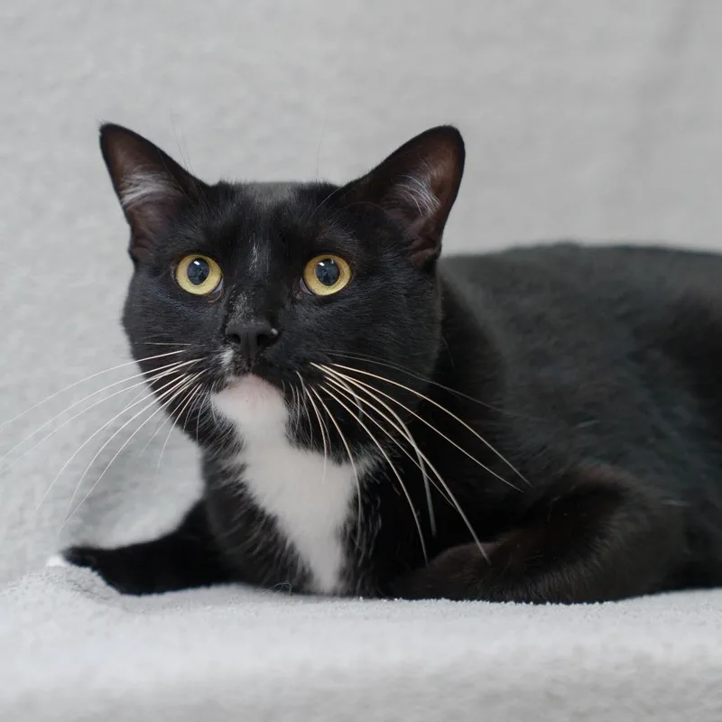 An adult large-sized male Black Domestic Short Hair cat named Bodhi for adoption in Sunnyvale, CA