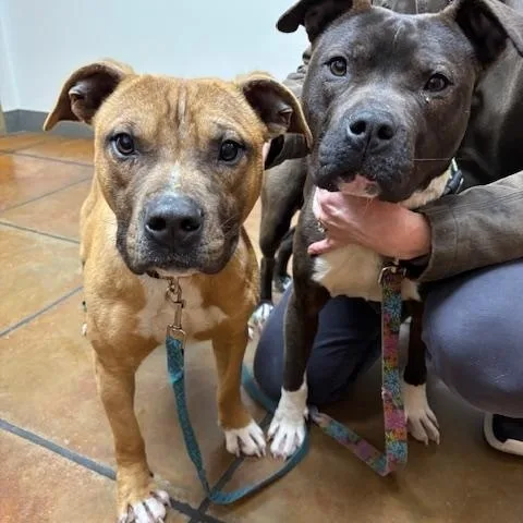 Mojicrosslist thumbnail 2