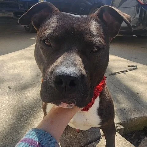A young medium-sized male Black Miniature Bull Terrier dog named Mojicrosslist for adoption in Kansas City, MO