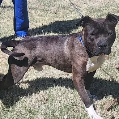 Mojicrosslist thumbnail 3