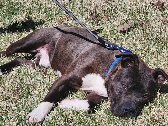 Mojicrosslist thumbnail 4