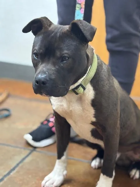 Mojicrosslist thumbnail 5