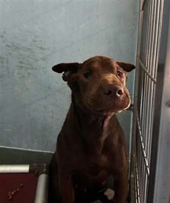 An adult medium-sized female Shar-Pei dog named Madeline for adoption in Baldwin Park, CA