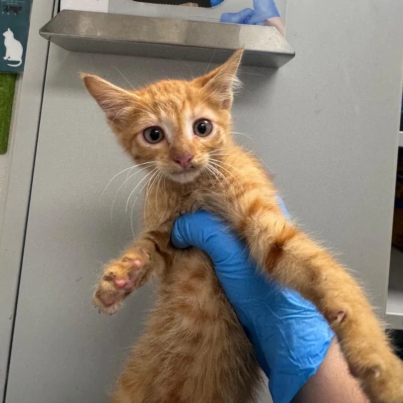 A baby small-sized male Orange / Red Domestic Short Hair cat named Tinder for adoption in Columbiana, AL