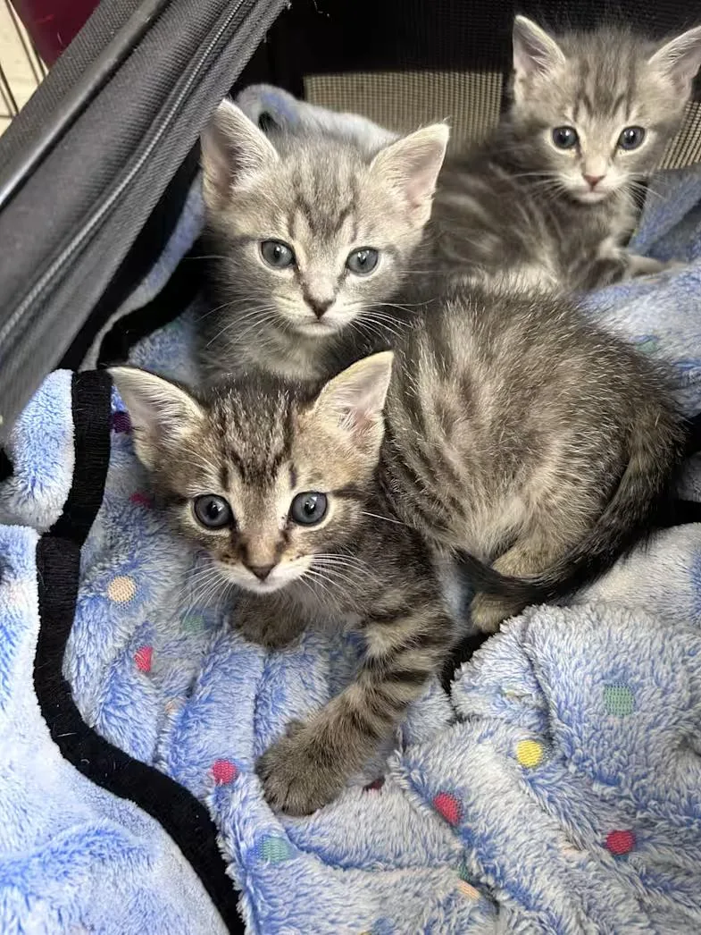 A baby medium-sized male Tabby (Brown / Chocolate) Domestic Short Hair cat named Alvin for adoption in Greensboro, NC
