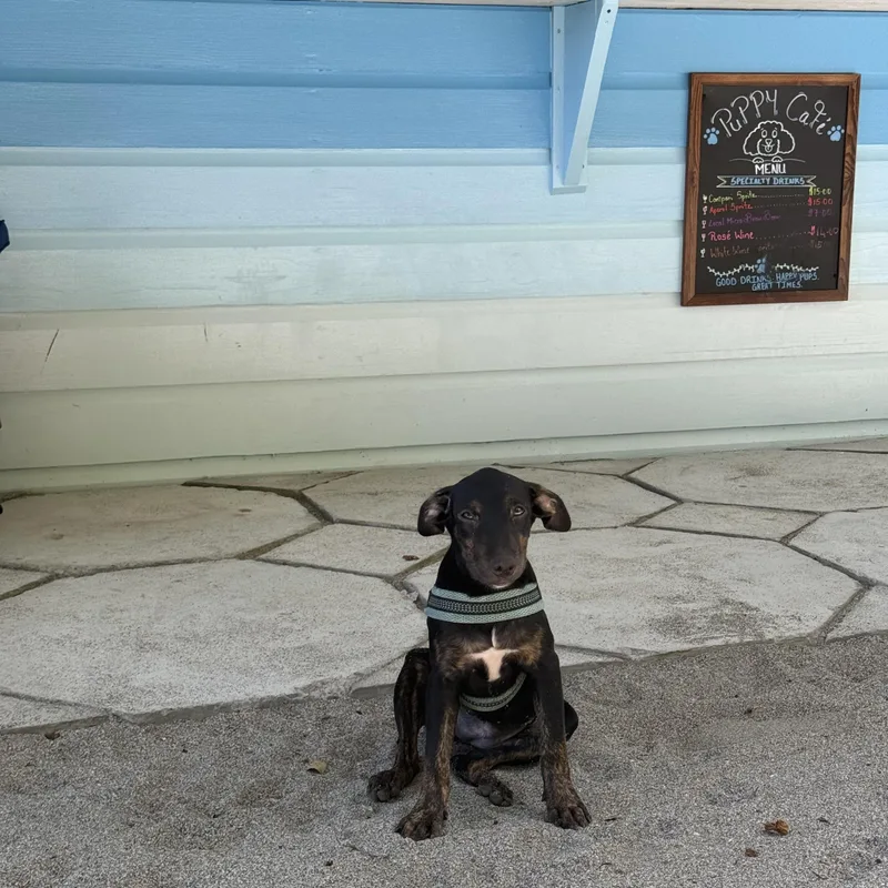 A baby medium-sized female Mixed Breed dog named Estee for adoption in Richmond, VA