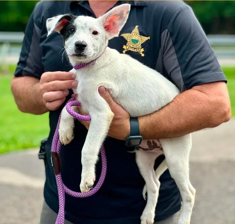 A baby medium-sized male Black Australian Cattle Dog / Blue Heeler dog named Bones for adoption in Millfield, OH