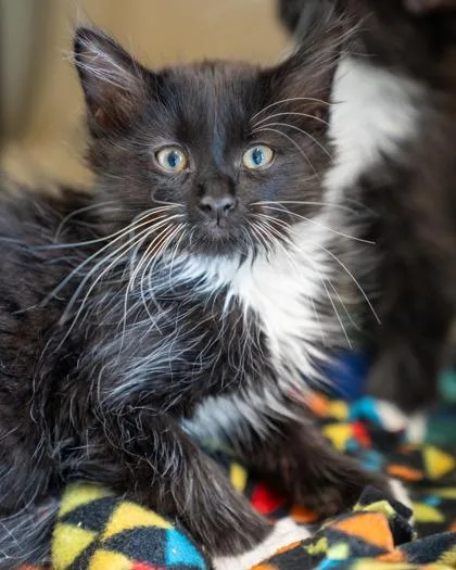 A baby small-sized female Domestic Medium Hair cat named Pepsi for adoption in Pequot Lakes, MN