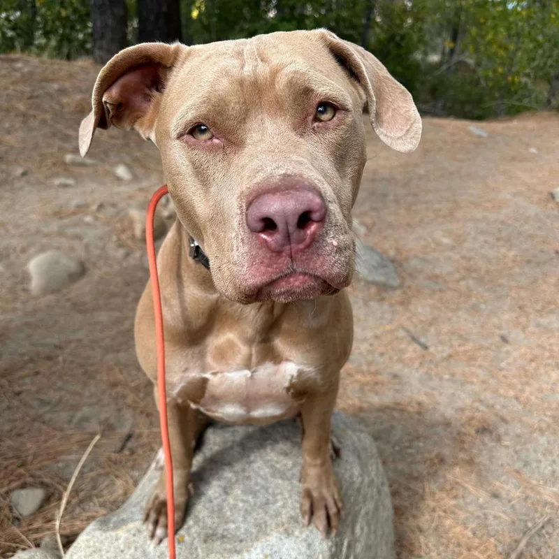 An adult large-sized female American Staffordshire Terrier dog named Zena for adoption in Reno, NV