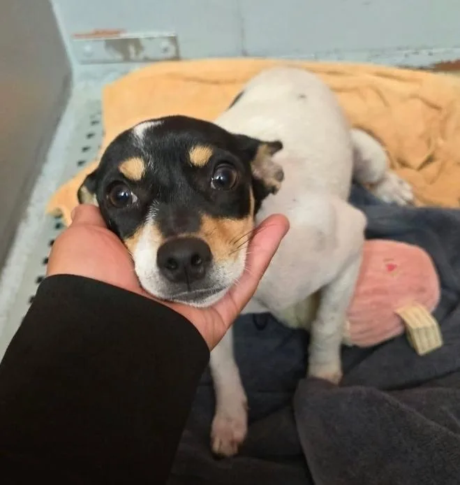 A young small-sized female Tricolor (Brown, Black, & White) Chihuahua dog named Peanut for adoption in Sedalia, CO