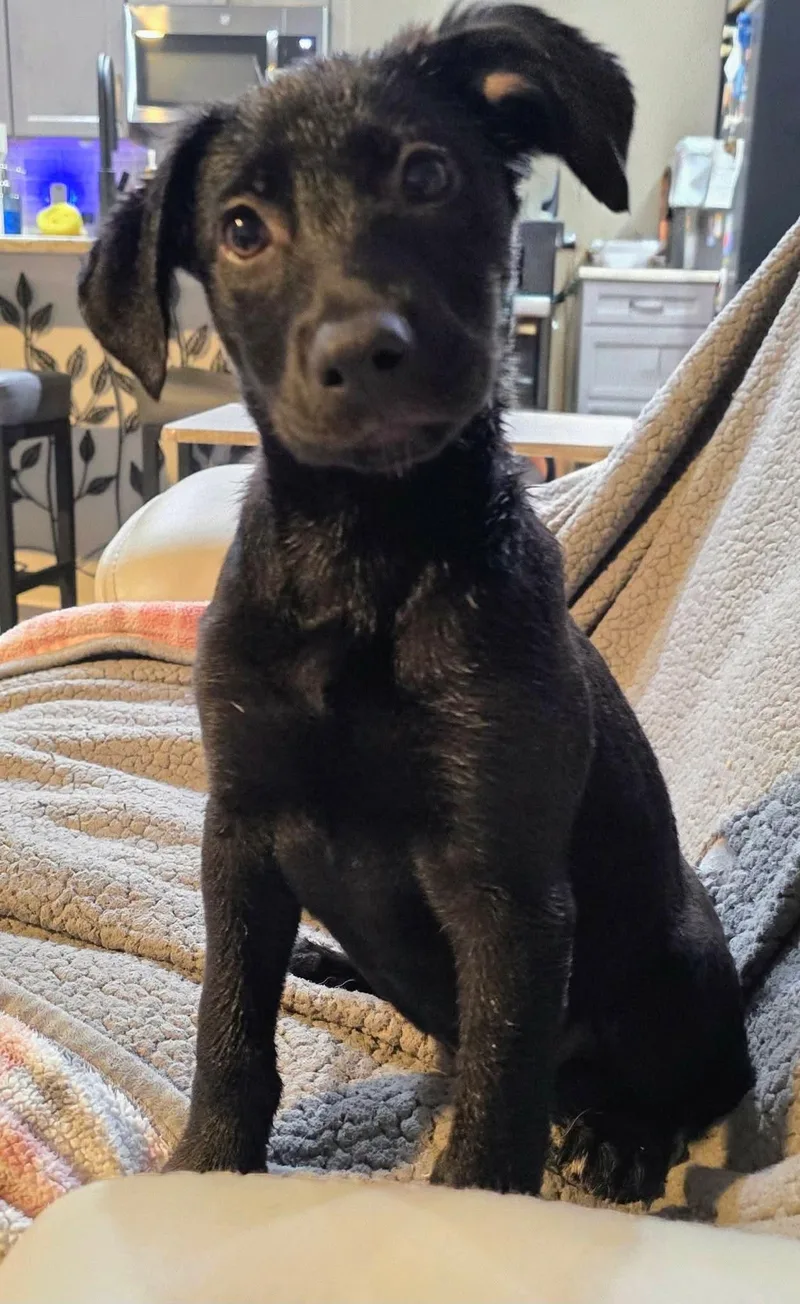 A baby medium-sized female German Shepherd Dog dog named Molly for adoption in Melbourne , FL