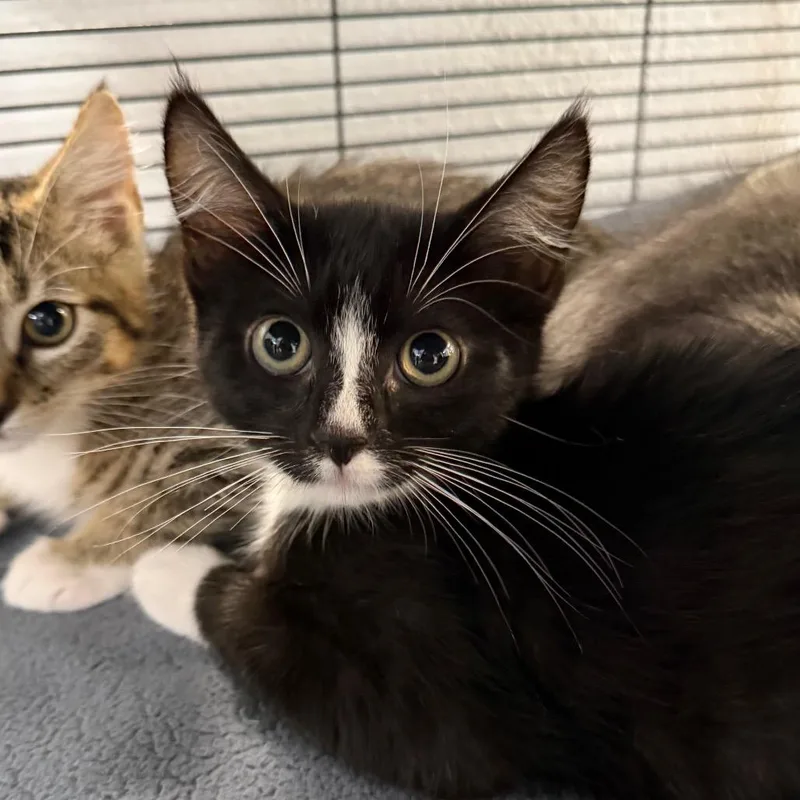 A baby small-sized female Black Domestic Short Hair cat named Franc for adoption in Hampton Bays, NY