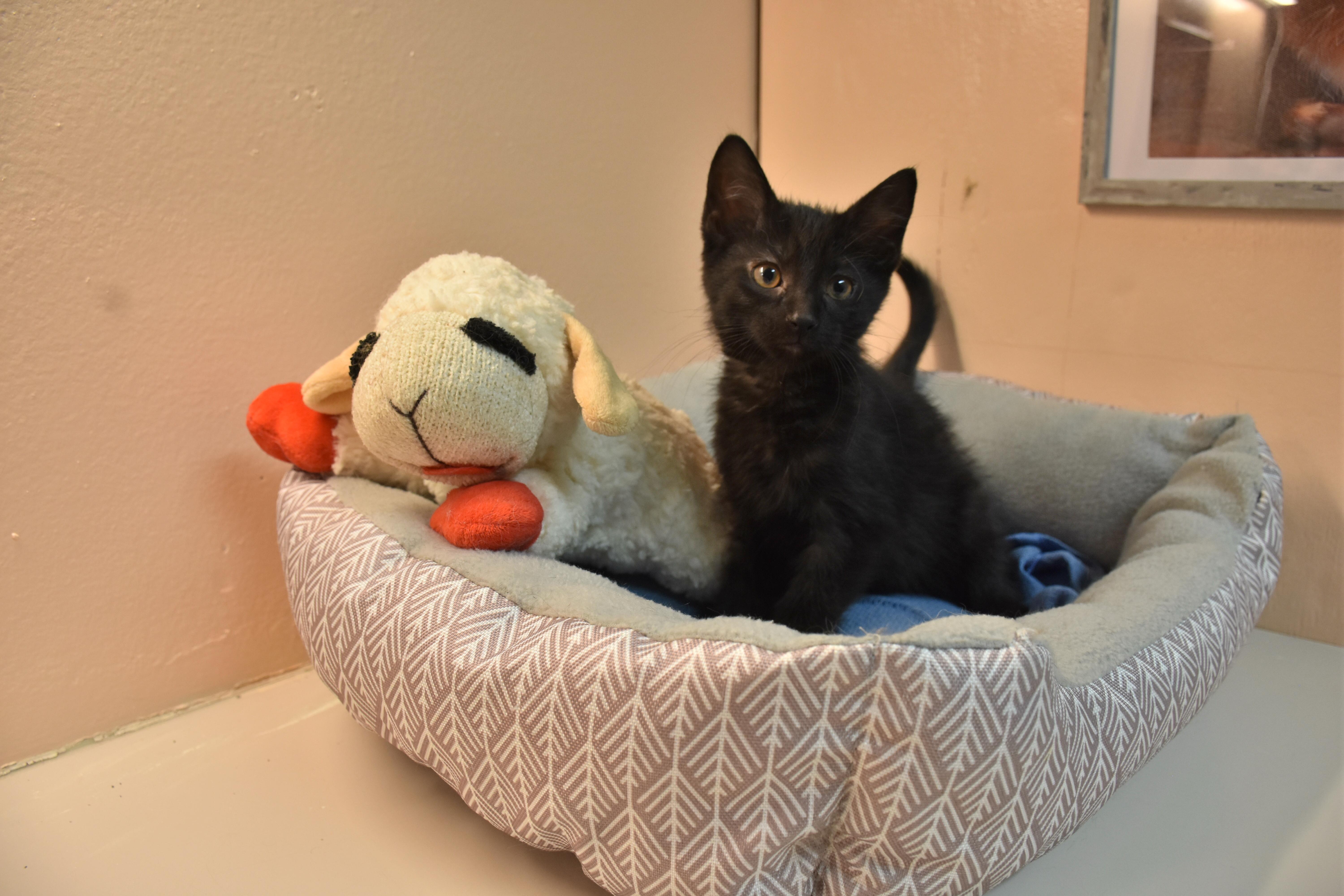 A baby small-sized female Black Domestic Short Hair cat named Cookie for adoption in North Judson, IN