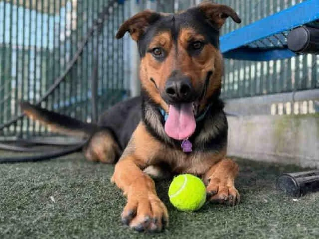 An adult medium-sized male German Shepherd Dog dog named Larry for adoption in Bonita, CA