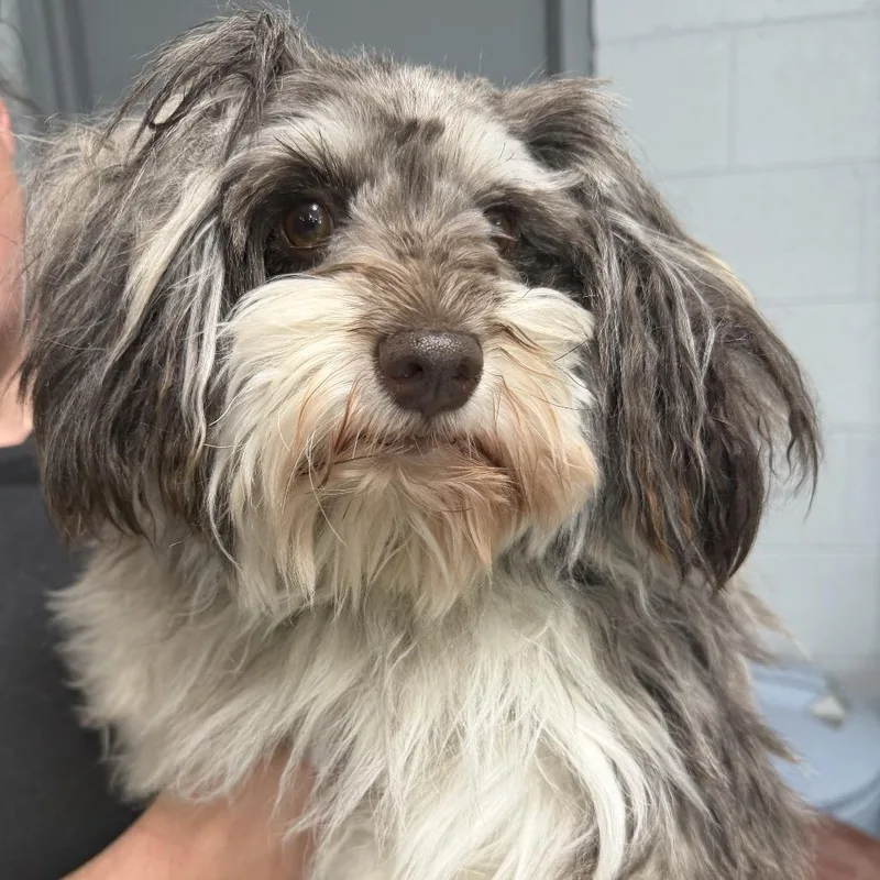 An adult small-sized female Gray / Blue / Silver Miniature Schnauzer dog named Dolly Parton for adoption in Marion, VA