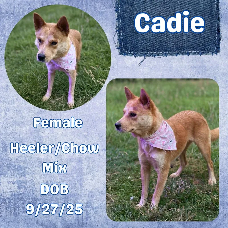 A young medium-sized female Red / Chestnut / Orange Australian Cattle Dog / Blue Heeler named Cadie for adoption in Caldwell, TX