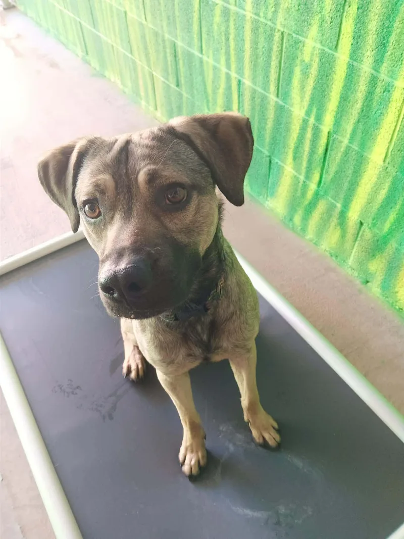 A young medium-sized male Apricot / Beige Australian Shepherd dog named Maverick for adoption in Phoenix, AZ