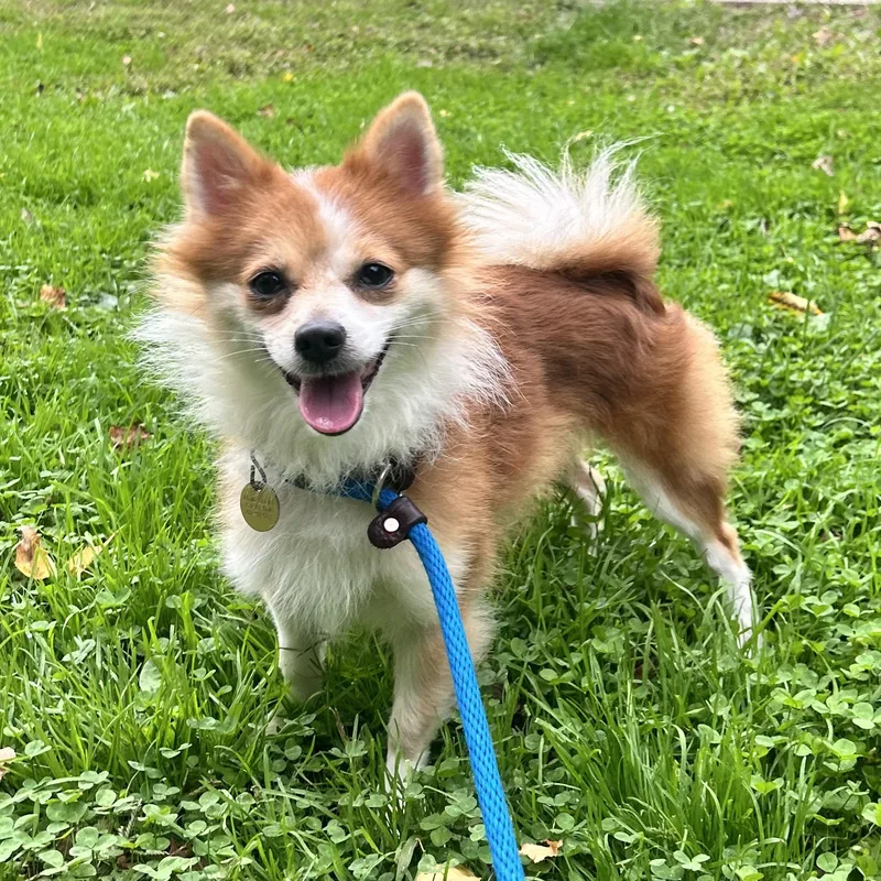 An adult small-sized female Pomeranian dog named Evee for adoption in Huntington, NY
