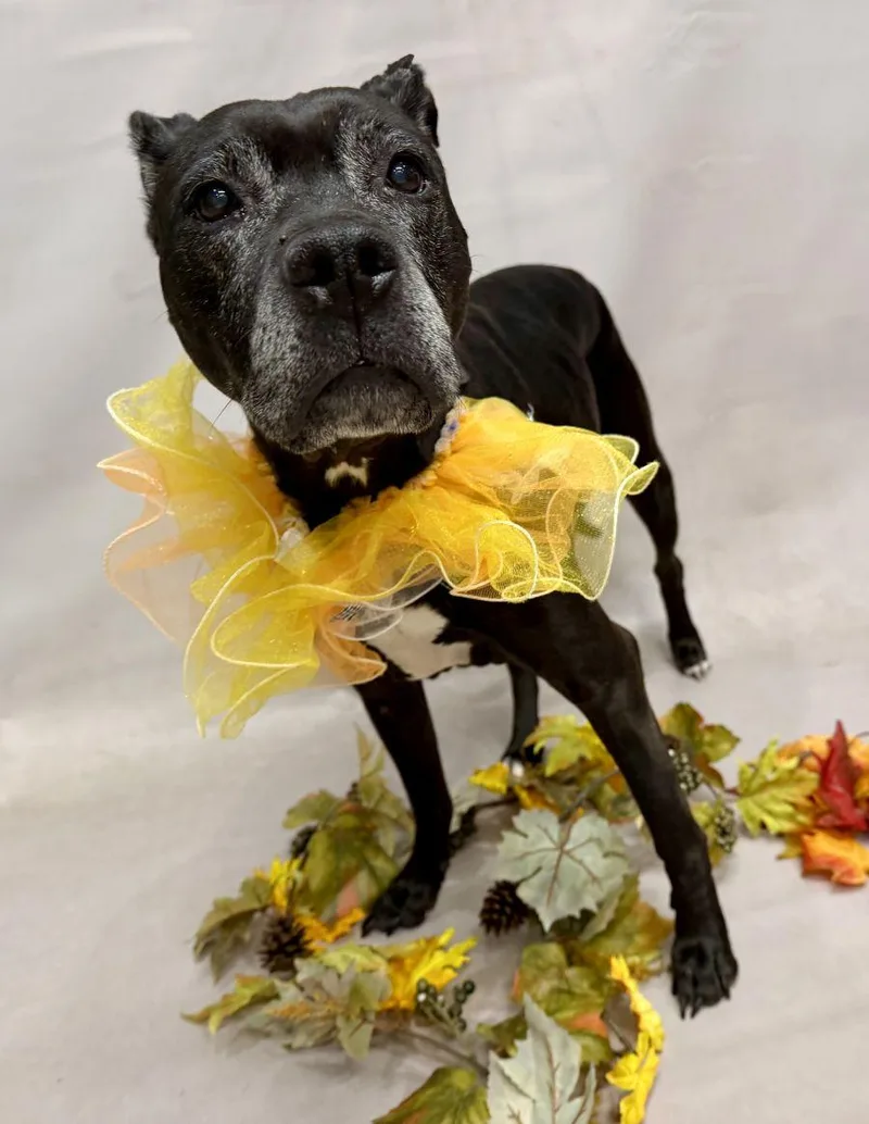 An adult medium-sized female Labrador Retriever dog named Nessa for adoption in Sanford, FL