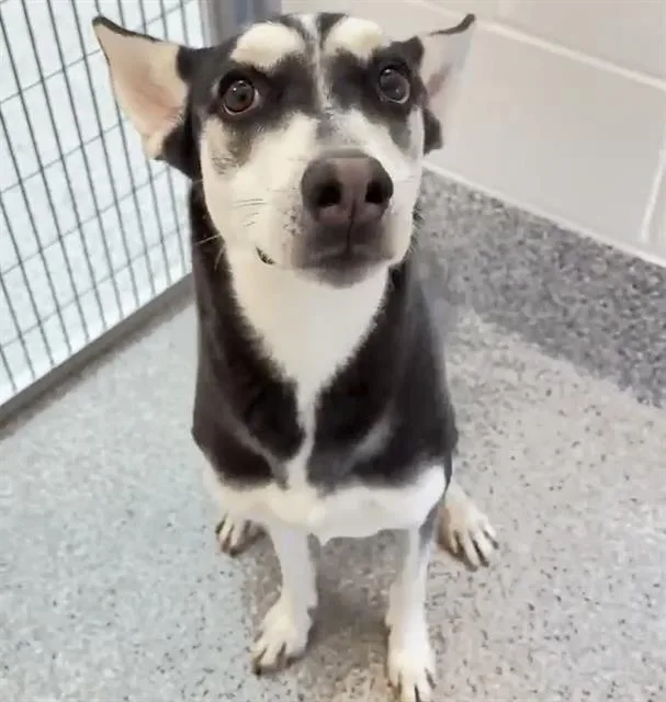 A young medium-sized female Husky dog named Sienna for adoption in Houston, TX