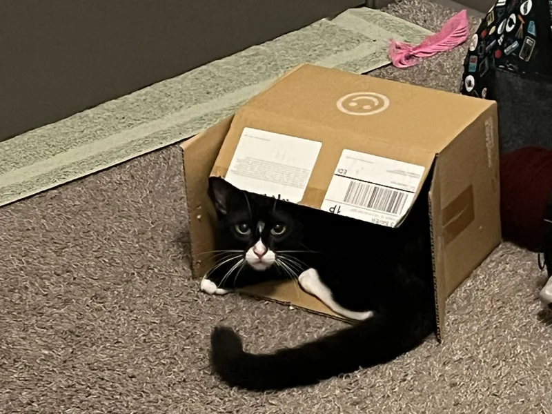 Butternut thumbnail 2