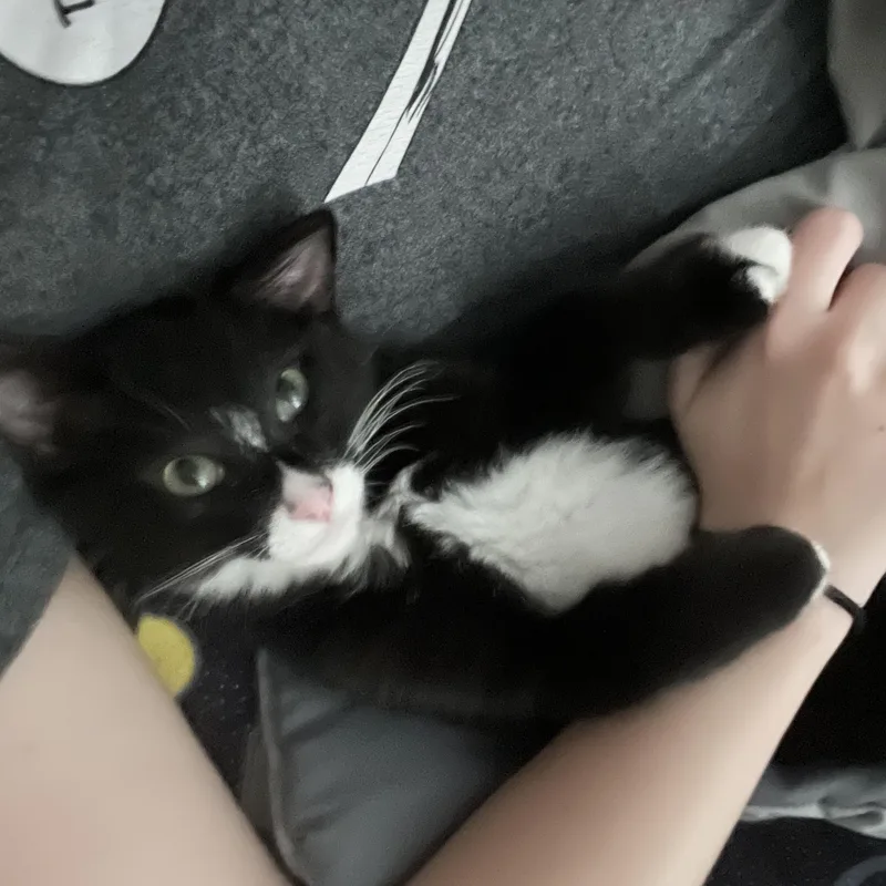 Butternut thumbnail 3